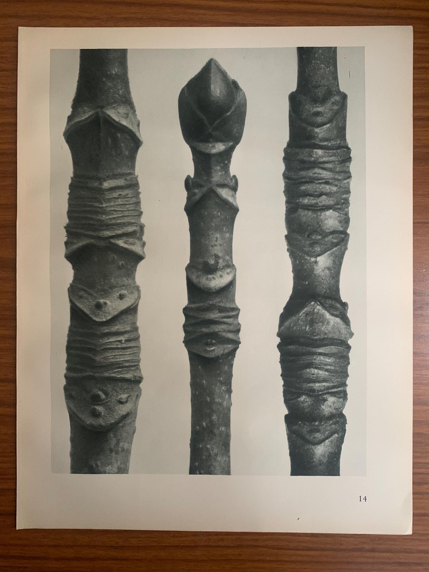 1929 Karl Blossfeldt Print - ACER (MAPLE TREE) - Abstract Photogravure - Plant Tree - Botanical Wall Art - 9.5 x 12 Inch