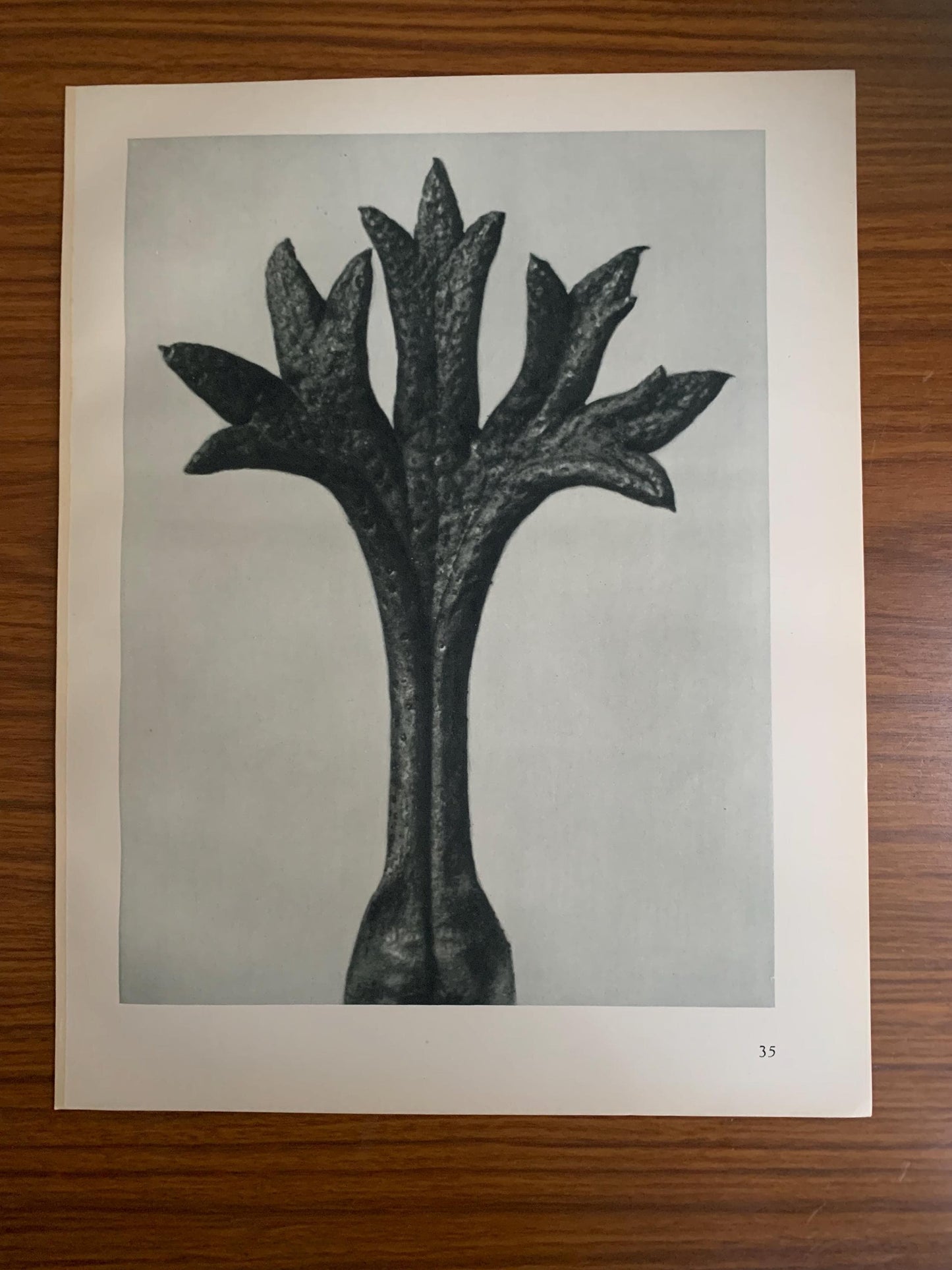 1929 Karl Blossfeldt Print - SAXIFRAGE LEAF - Abstract Photogravure - Plant Tree - Botanical Wall Art - 9.5 x 12 Inch