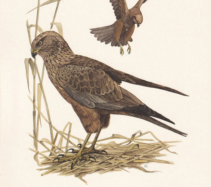 1960 WESTERN MARSH HARRIER Bird Print - Vintage Bird Print - Bird Illustration - Bird Wall Art - Bird Decor - 7.5 x 10.6 Inches