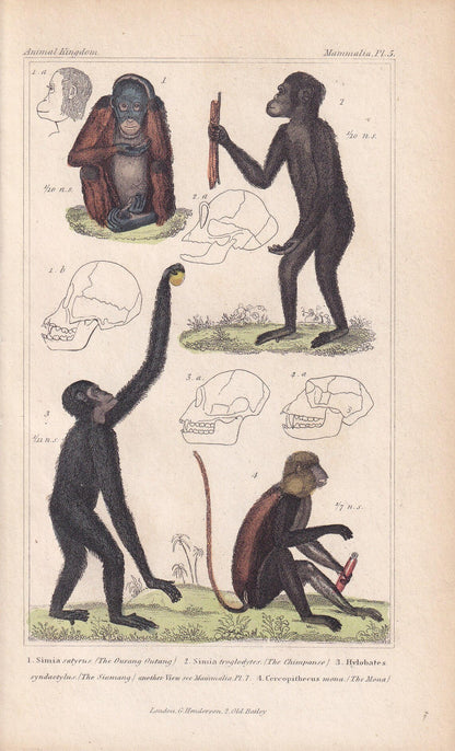 1834 ORANGUTAN, CHIMP, SIAMANG & Mona Monkey Print - Hand-Coloured Antique - Cuvier - Animal Wall Art - Gift Decor - 5.3 x 8.2 Inches