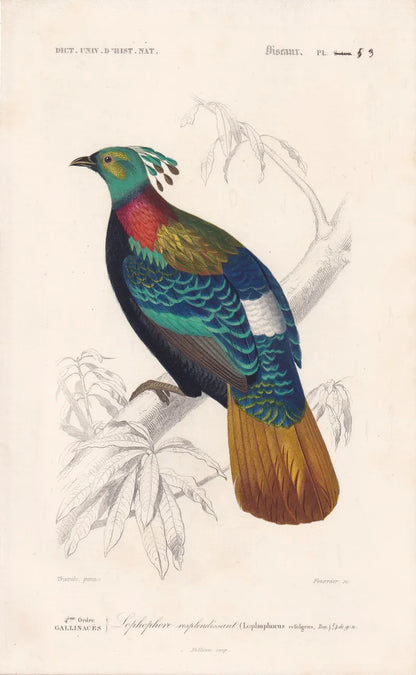 1861 HIMALAYAN MONAL PHEASANT Print - Hand-Coloured Antique Print - Orbigny - Bird Wall Art - Animal Gift Decor - 5.75 x 9.75 Inches