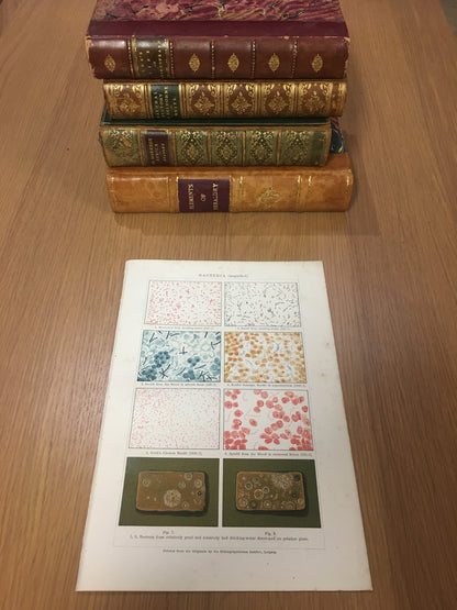 1890 BACTERIAL DISEASES Print - Cholera, Tuberculosis, Diptheria, Tetanus - Microbiology - Original Antique Print - Over 130 Years Old