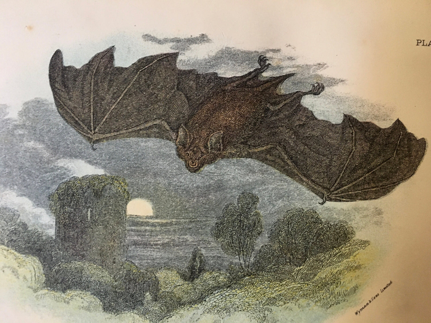 1896 GREATER HORSESHOE BAT Print - Bat Wall Art Print - Chiroptera, Bat Decor - Original Antique Print - Halloween - 4.7 x 7.2 Inches