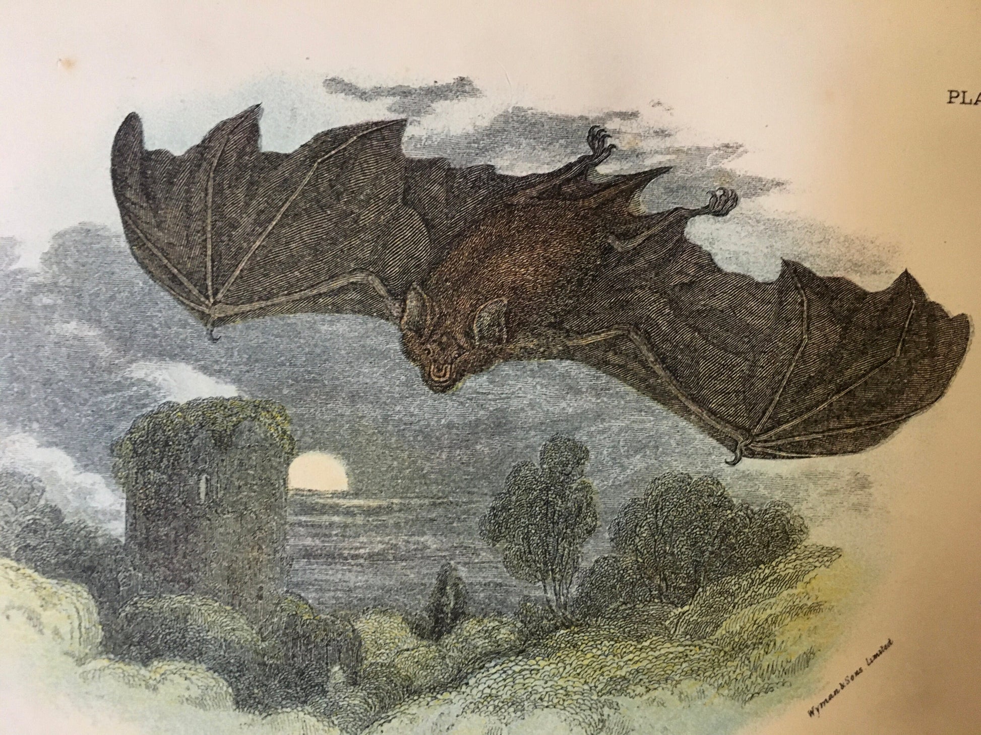 1896 GREATER HORSESHOE BAT Print - Bat Wall Art Print - Chiroptera, Bat Decor - Original Antique Print - Halloween - 4.7 x 7.2 Inches