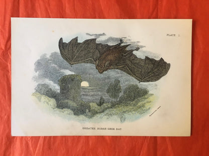 1896 GREATER HORSESHOE BAT Print - Bat Wall Art Print - Chiroptera, Bat Decor - Original Antique Print - Halloween - 4.7 x 7.2 Inches