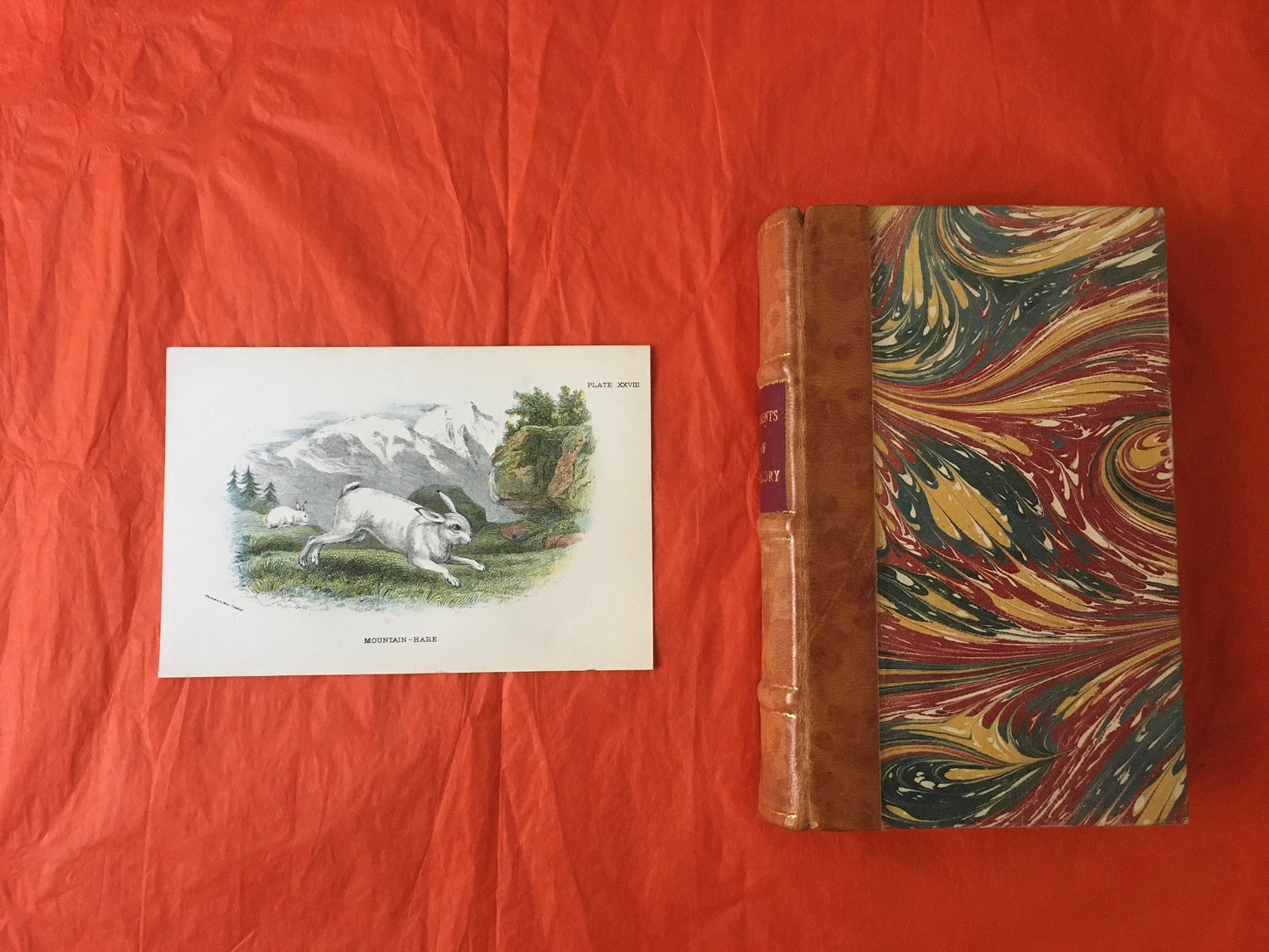 1896 MOUNTAIN HARE Print - Natural History Print - British Mammals Print - Original Antique Print - Animal Wall Art - Over 125 Years Old