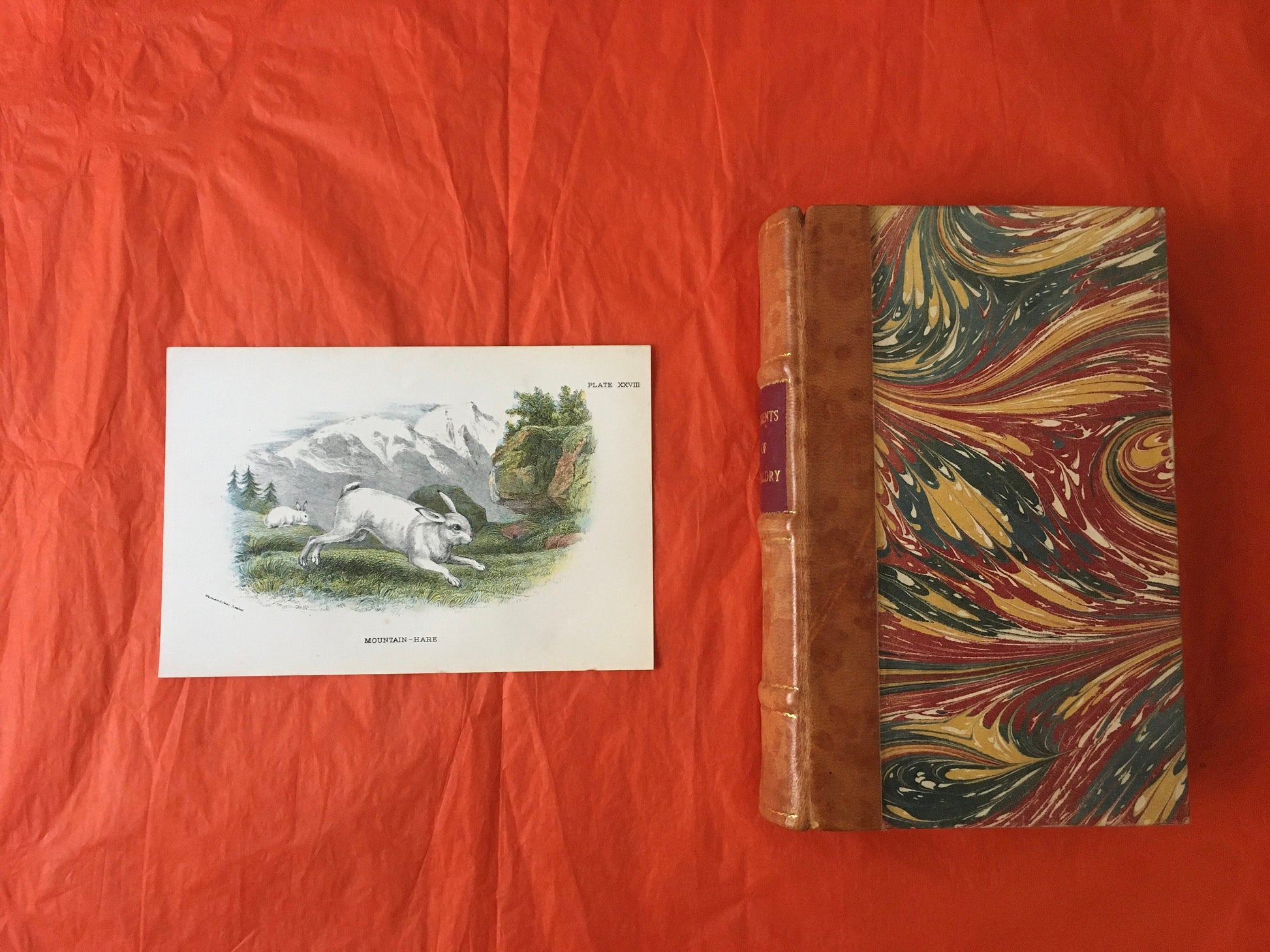 1896 MOUNTAIN HARE Print - Natural History Print - British Mammals Print - Original Antique Print - Animal Wall Art - Over 125 Years Old