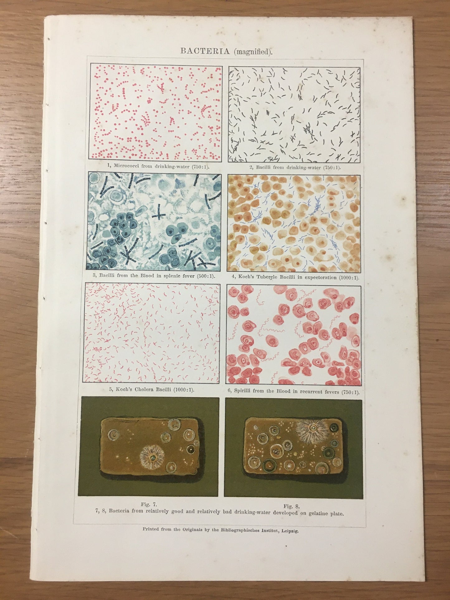 1890 BACTERIAL DISEASES Print - Cholera, Tuberculosis, Diptheria, Tetanus - Microbiology - Original Antique Print - Over 130 Years Old