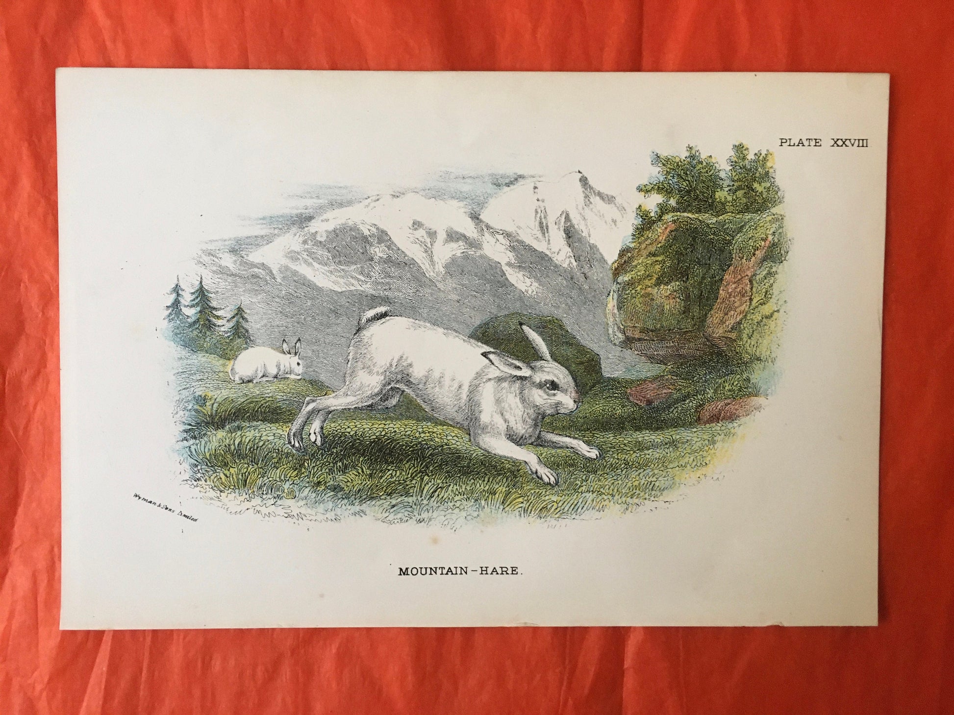 1896 MOUNTAIN HARE Print - Natural History Print - British Mammals Print - Original Antique Print - Animal Wall Art - Over 125 Years Old