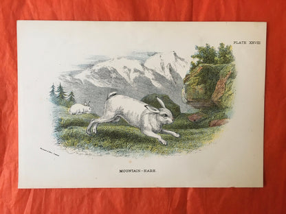 1896 MOUNTAIN HARE Print - Natural History Print - British Mammals Print - Original Antique Print - Animal Wall Art - Over 125 Years Old