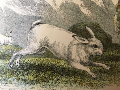 1896 MOUNTAIN HARE Print - Natural History Print - British Mammals Print - Original Antique Print - Animal Wall Art - Over 125 Years Old
