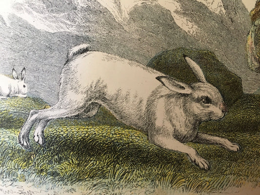 1896 MOUNTAIN HARE Print - Natural History Print - British Mammals Print - Original Antique Print - Animal Wall Art - Over 125 Years Old