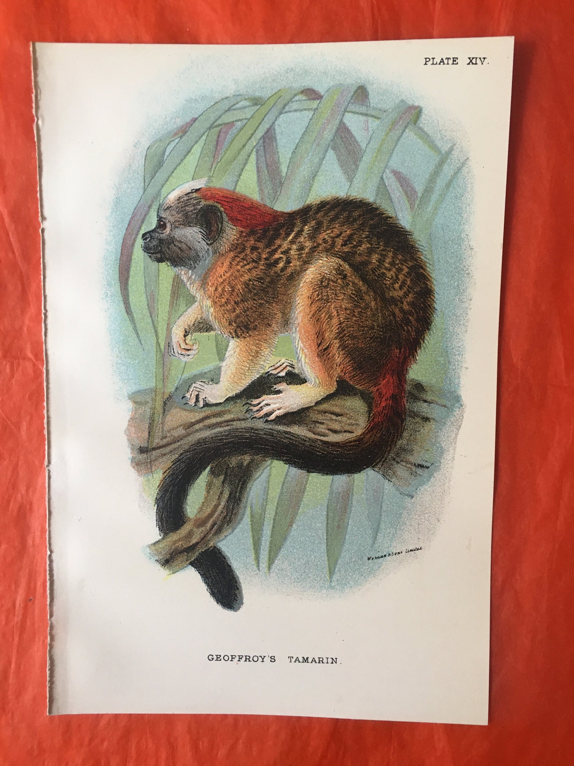 1896 GEOFFROY'S TAMARIN Print - Monkeys and Apes Print - Primates Print - Original Antique Print - Over 125 Years Old