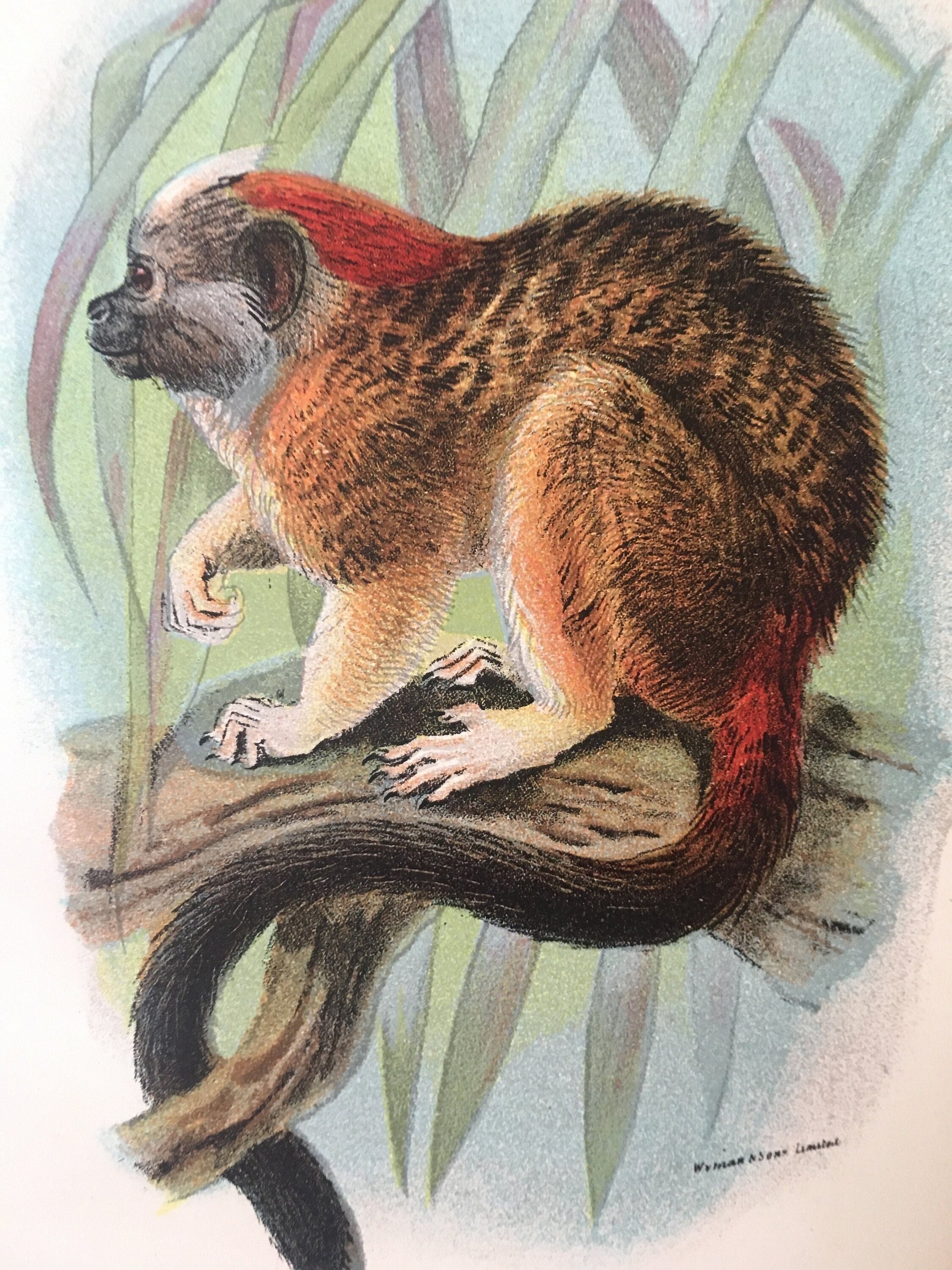 1896 GEOFFROY'S TAMARIN Print - Monkeys and Apes Print - Primates Print - Original Antique Print - Over 125 Years Old