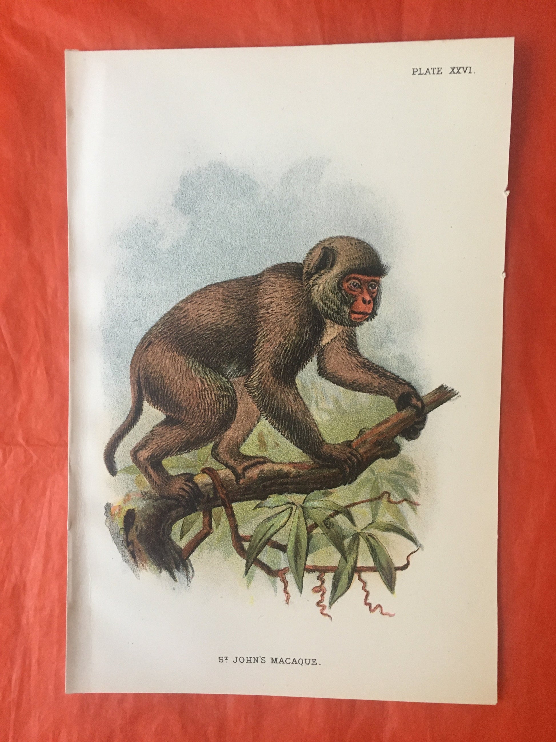 1896 ST JOHN'S MACAQUE Print - Monkeys and Apes Print - Primates Print - Original Antique Print - Over 125 Years Old