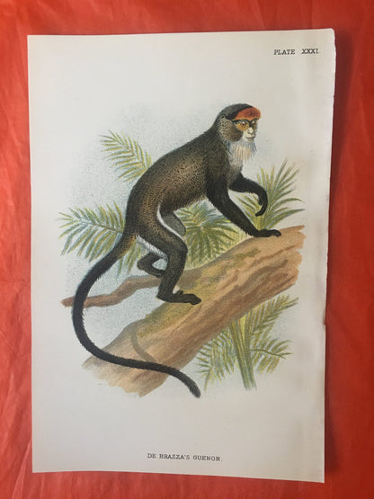 1896 DE BRAZZA'S MONKEY (Guenon) Print - Monkeys and Apes Print - Primates Print - Original Antique Print - Over 125 Years Old