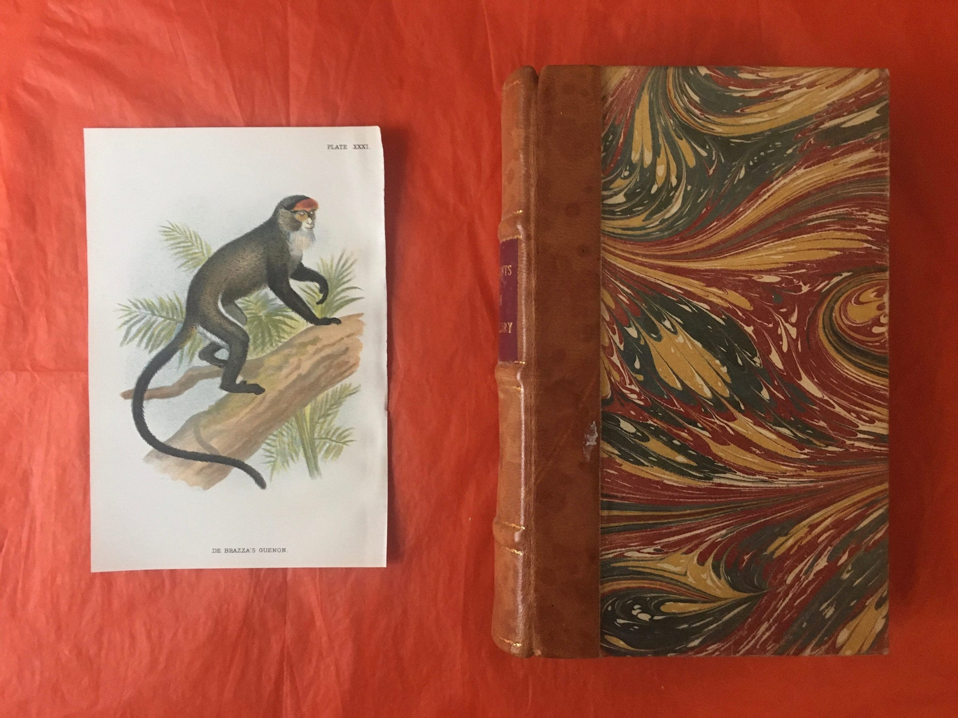 1896 DE BRAZZA'S MONKEY (Guenon) Print - Monkeys and Apes Print - Primates Print - Original Antique Print - Over 125 Years Old