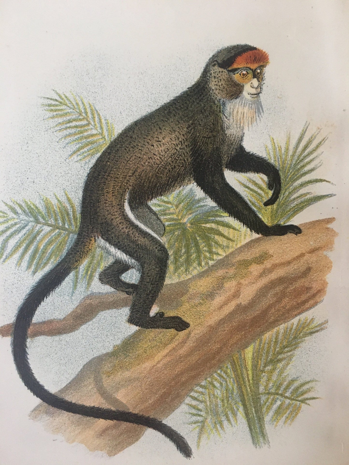 1896 DE BRAZZA'S MONKEY (Guenon) Print - Monkeys and Apes Print - Primates Print - Original Antique Print - Over 125 Years Old
