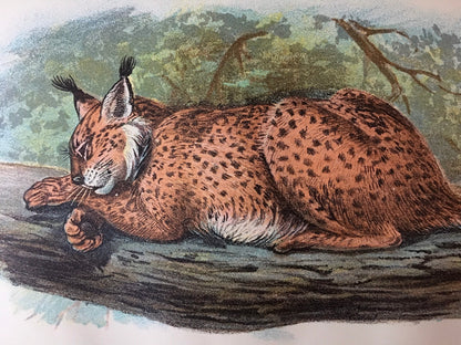 1896 LYNX Print - Big Cats Print - Carnivora Print - Natural History - Original Antique Print - Over 125 Years Old