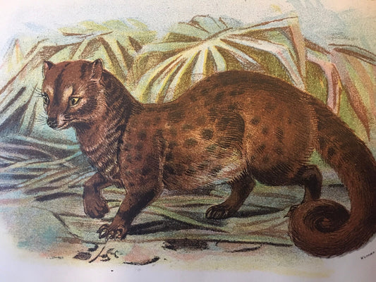 1896 ASIAN PALM-CIVET Print - Carnivora Print - Natural History - Original Antique Print - Over 125 Years Old