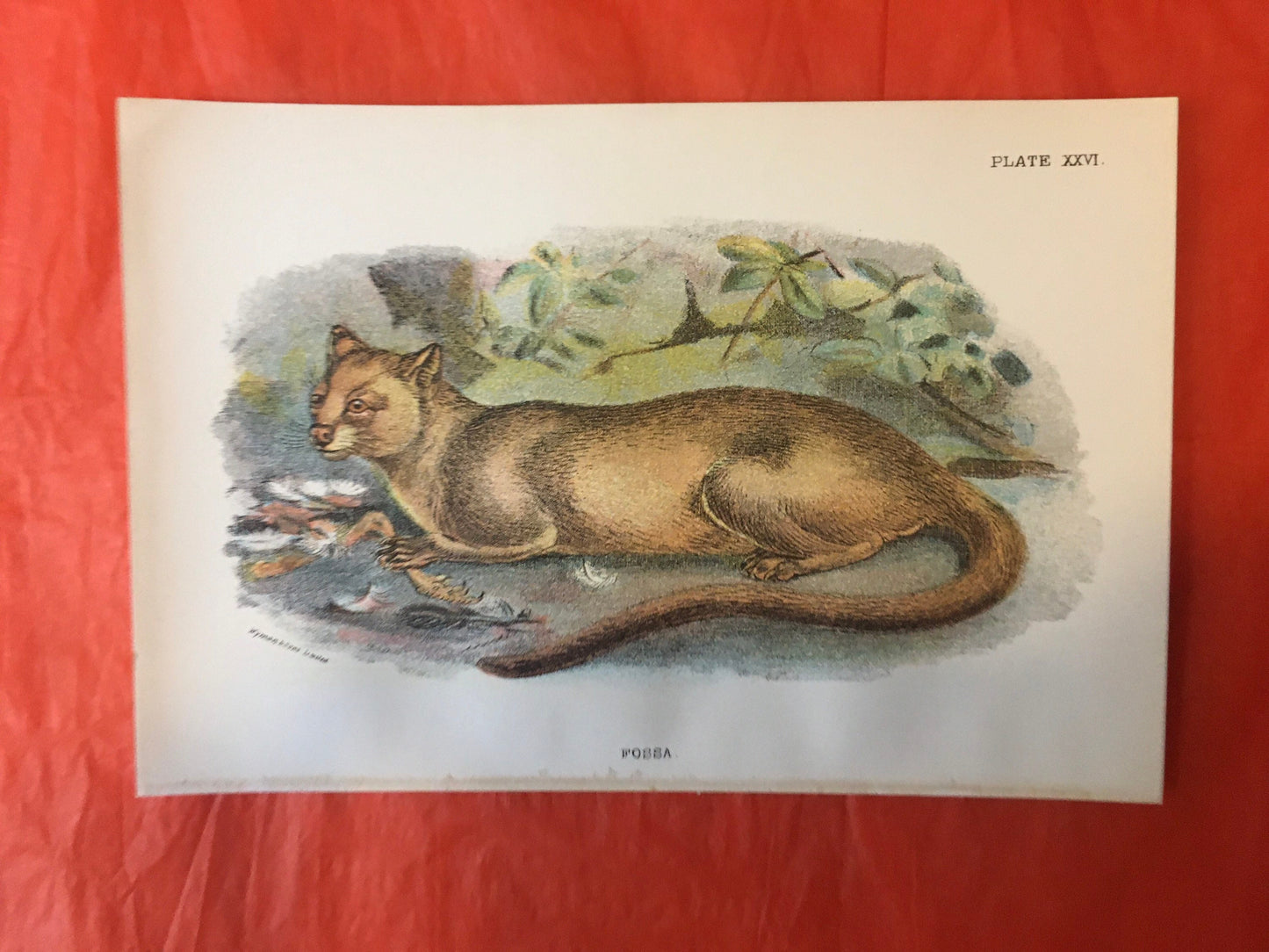 1896 FOSSA Print - Carnivora Print - Natural History - Original Antique Print - Over 125 Years Old