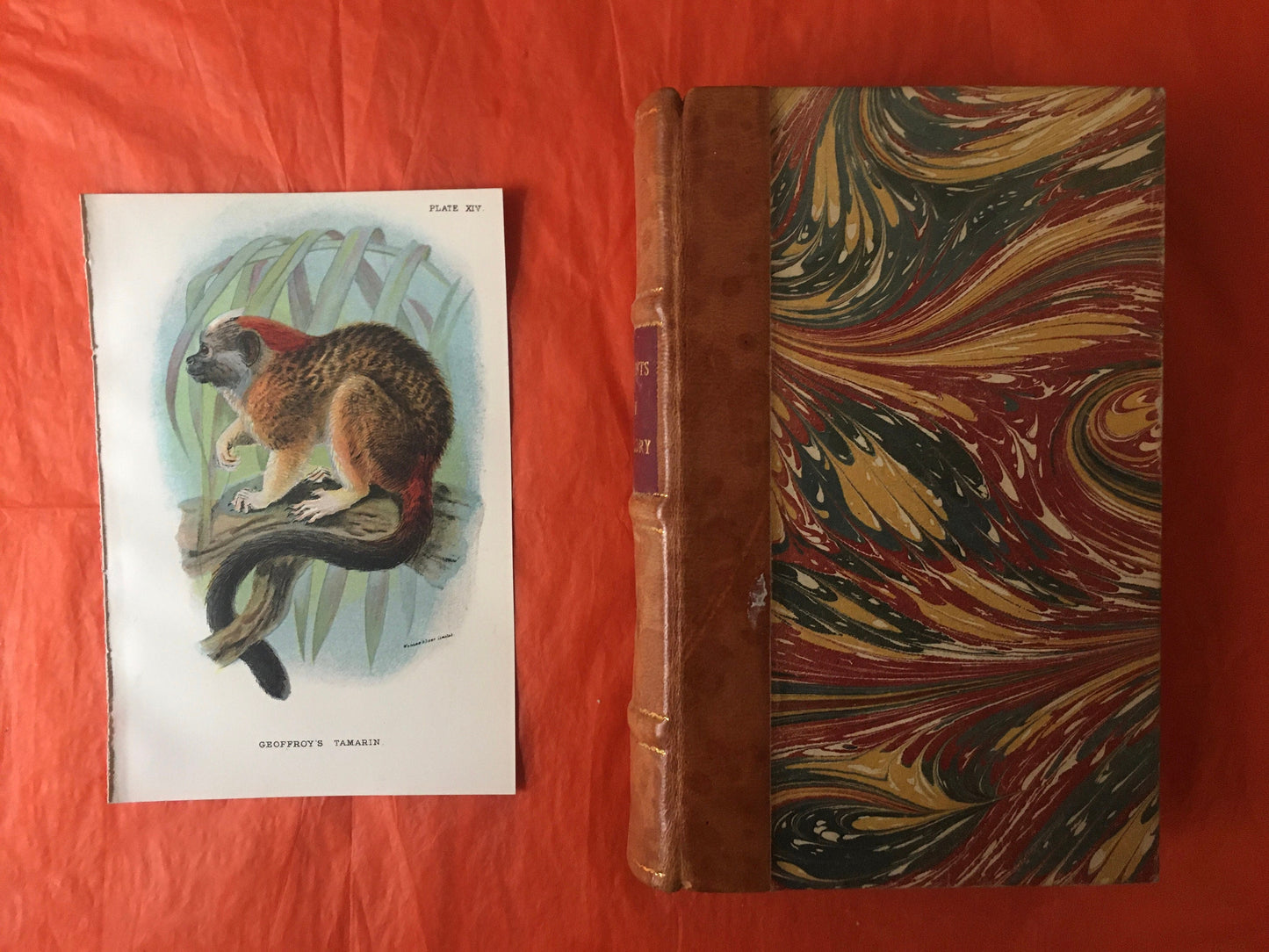 1896 GEOFFROY'S TAMARIN Print - Monkeys and Apes Print - Primates Print - Original Antique Print - Over 125 Years Old
