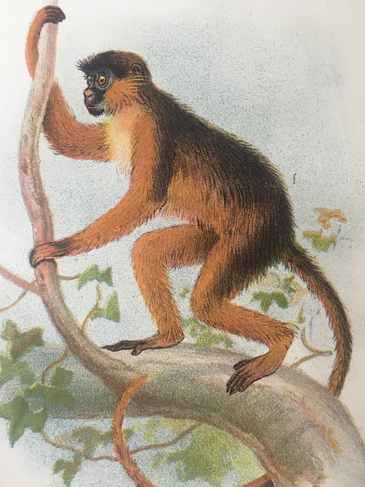 1896 RAY GUEREZA Monkey Print - Monkeys and Apes Print - Primates Print - Original Antique Print - Over 125 Years Old