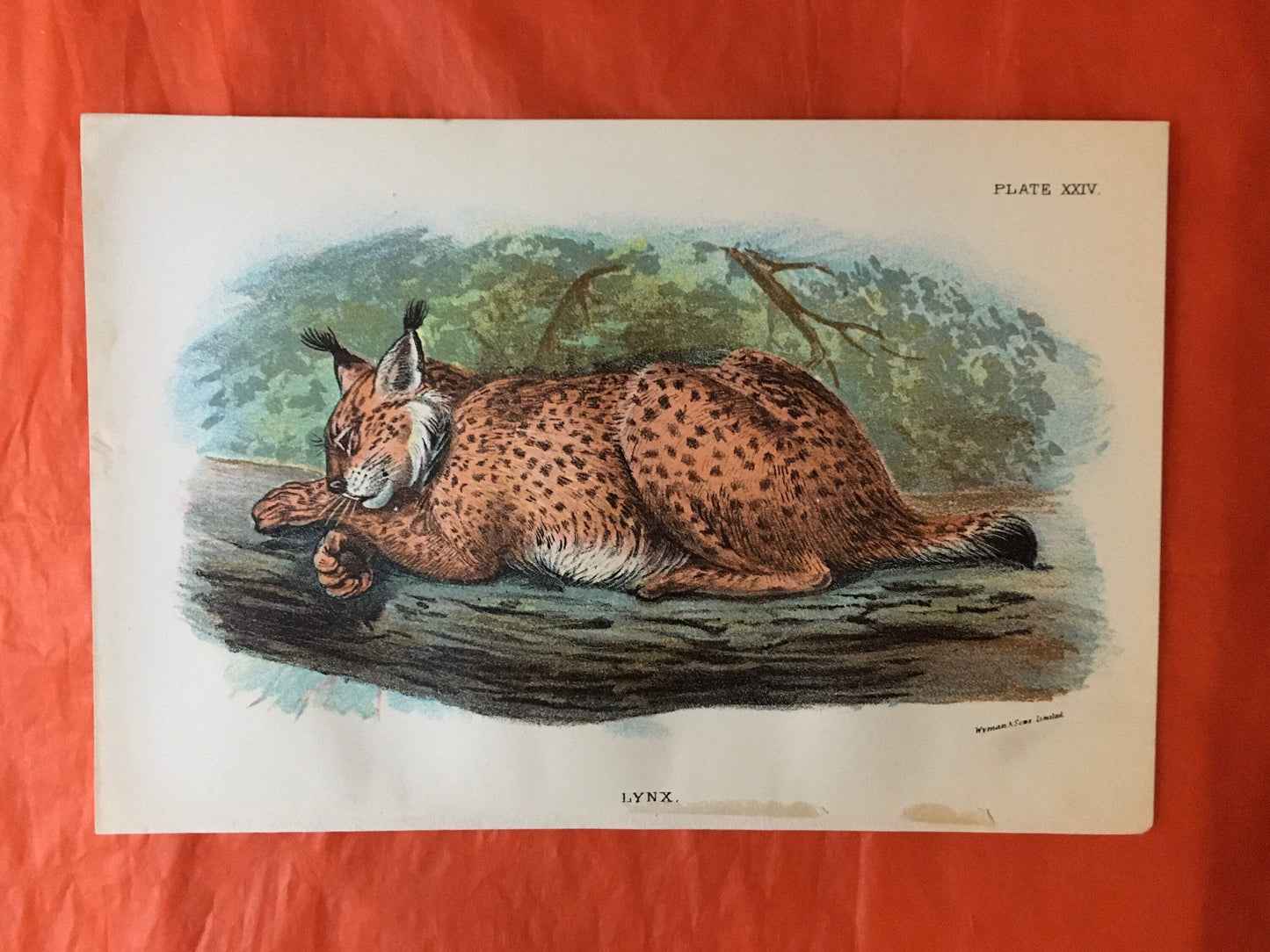 1896 LYNX Print - Big Cats Print - Carnivora Print - Natural History - Original Antique Print - Over 125 Years Old