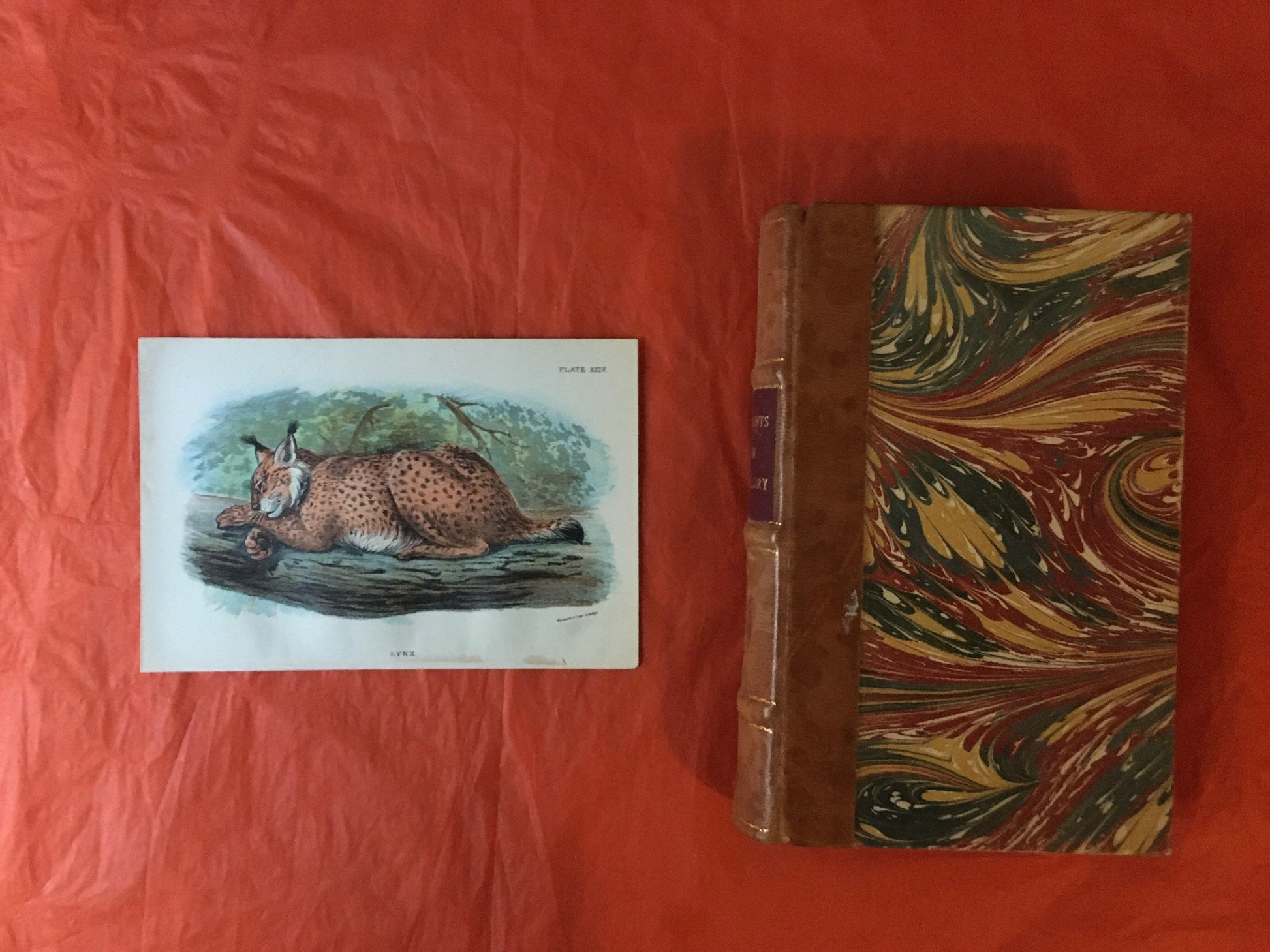 1896 LYNX Print - Big Cats Print - Carnivora Print - Natural History - Original Antique Print - Over 125 Years Old