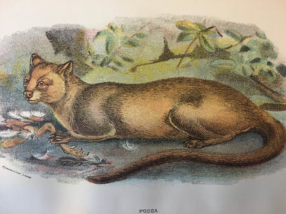 1896 FOSSA Print - Carnivora Print - Natural History - Original Antique Print - Over 125 Years Old