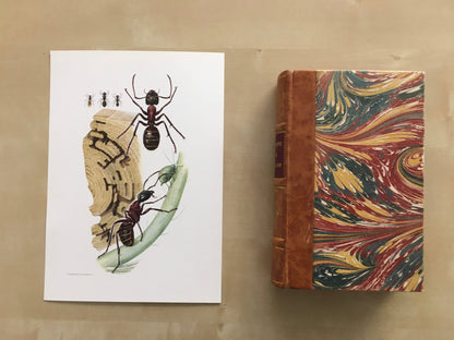 1960 HERCULES ANT Print - Vintage Insect Print - Bugs Illustration - Biology Wall Art - Vintage Entomology Print - 63 Years Old