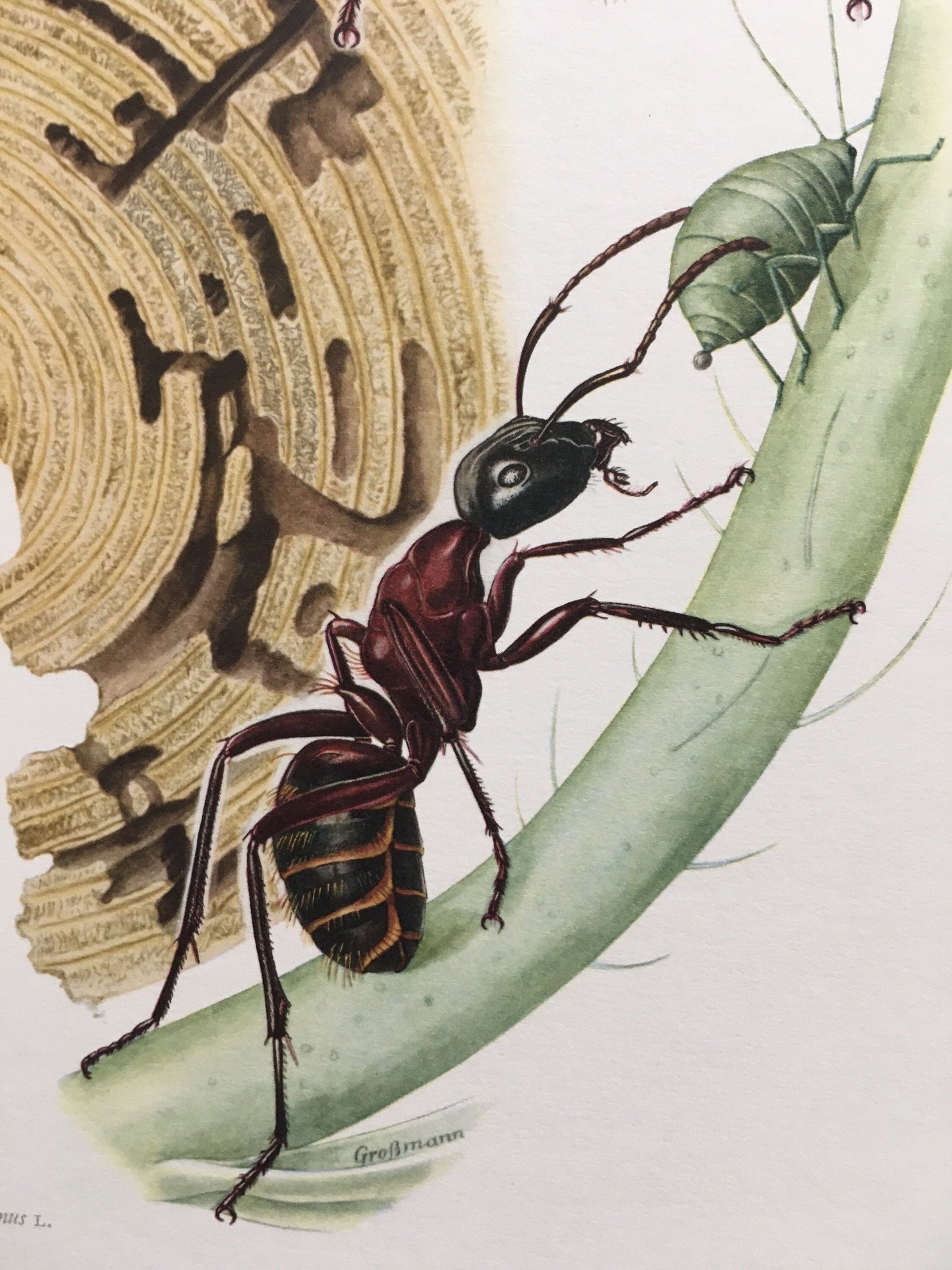 1960 HERCULES ANT Print - Vintage Insect Print - Bugs Illustration - Biology Wall Art - Vintage Entomology Print - 63 Years Old