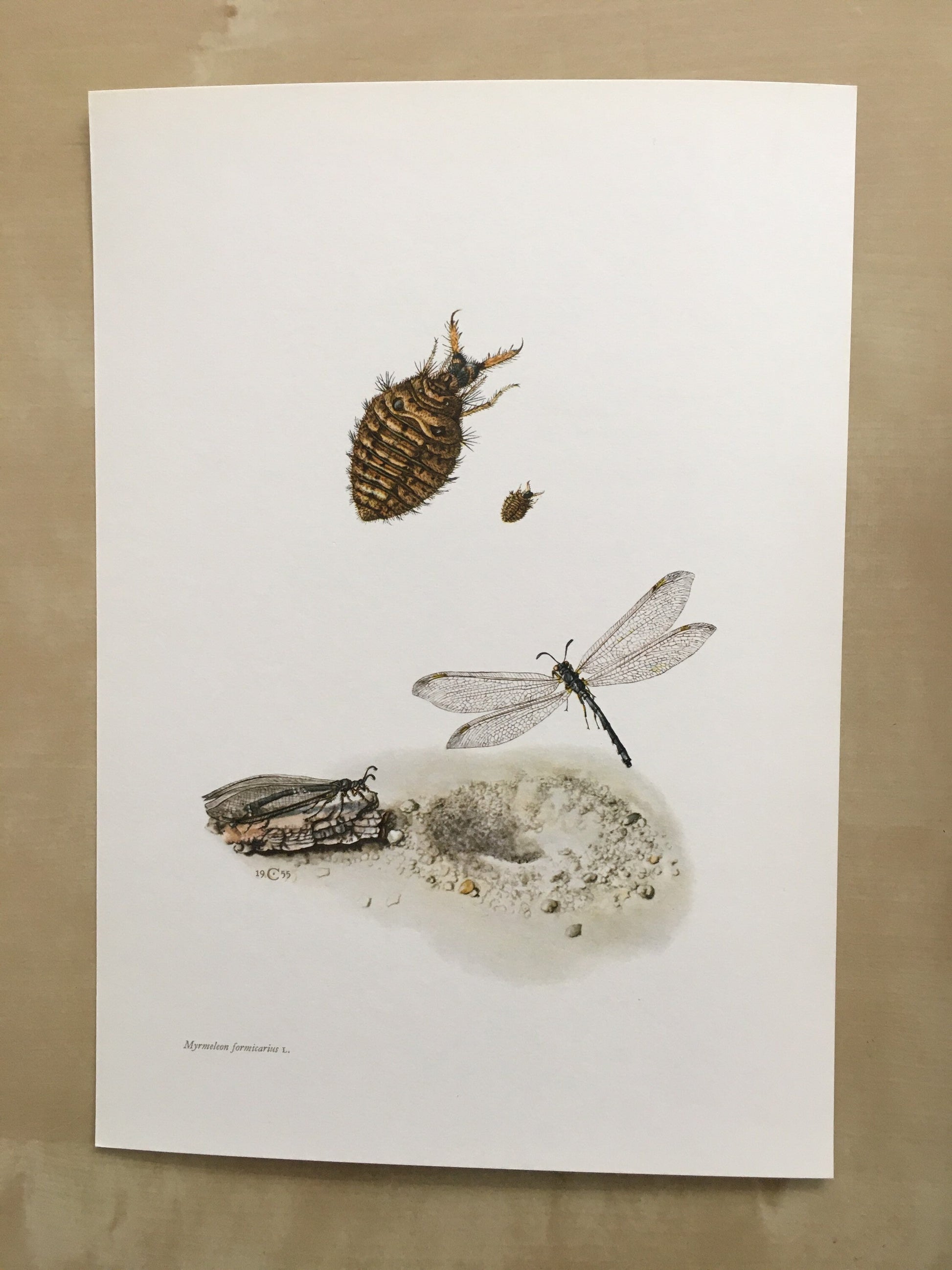 1960 ANTLION Print - Vintage Insect Print - Bugs Illustration - Biology Wall Art - Vintage Entomology Print - 7.5 x 10.6 Inches