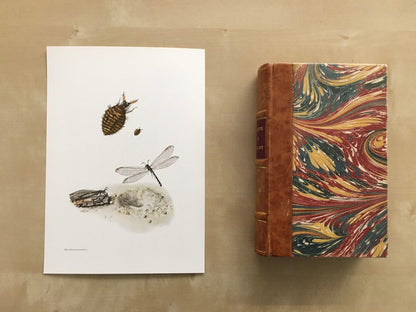 1960 ANTLION Print - Vintage Insect Print - Bugs Illustration - Biology Wall Art - Vintage Entomology Print - 7.5 x 10.6 Inches