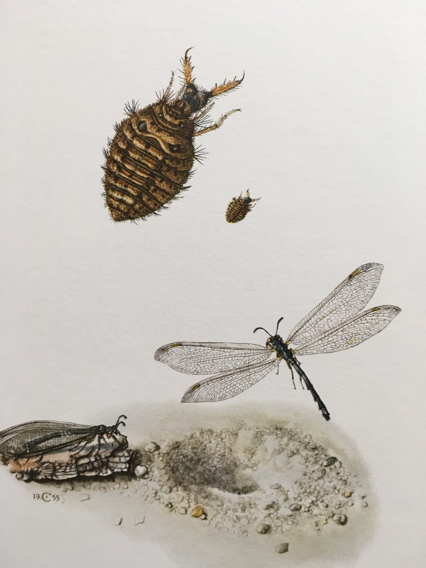 1960 ANTLION Print - Vintage Insect Print - Bugs Illustration - Biology Wall Art - Vintage Entomology Print - 7.5 x 10.6 Inches