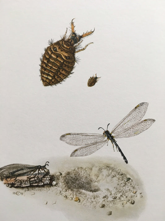 1960 ANTLION Print - Vintage Insect Print - Bugs Illustration - Biology Wall Art - Vintage Entomology Print - 7.5 x 10.6 Inches