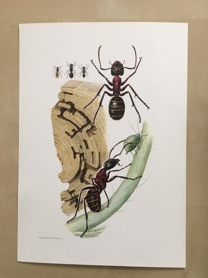 1960 HERCULES ANT Print - Vintage Insect Print - Bugs Illustration - Biology Wall Art - Vintage Entomology Print - 63 Years Old