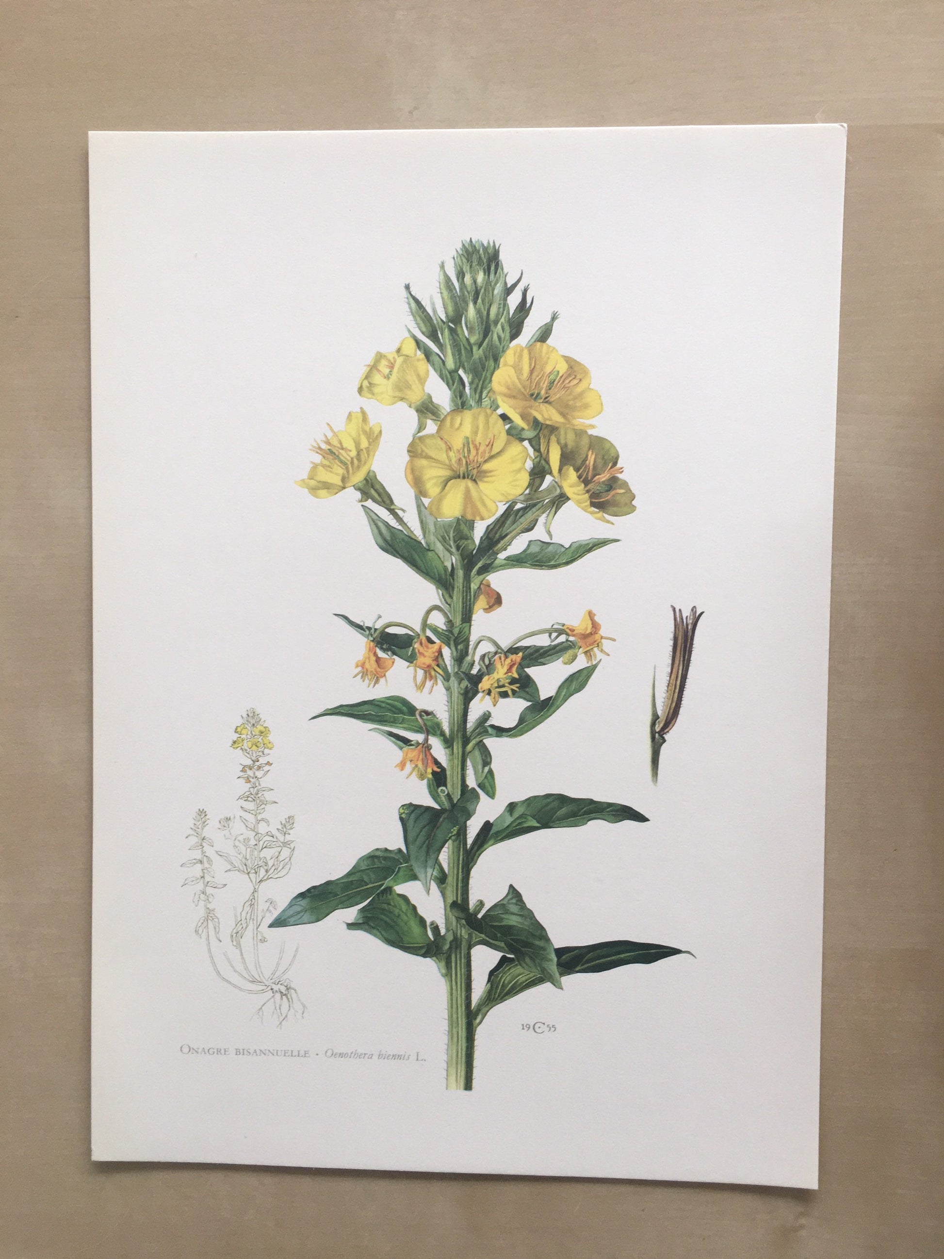 1960 EVENING PRIMROSE Print - Botanical Print - Flower Illustration - Flower Wall Art - Vintage Plant Print - 7.5 x 10.6 Inches