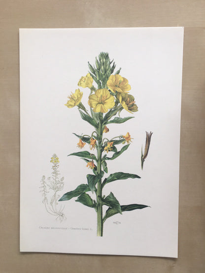 1960 EVENING PRIMROSE Print - Botanical Print - Flower Illustration - Flower Wall Art - Vintage Plant Print - 7.5 x 10.6 Inches