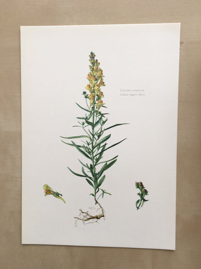 1960 YELLOW TOADFLAX Print - Botanical Print - Flower Print - Flower Wall Art - Vintage Plant Print - 7.5 x 10.6 Inches