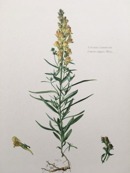 1960 YELLOW TOADFLAX Print - Botanical Print - Flower Print - Flower Wall Art - Vintage Plant Print - 7.5 x 10.6 Inches