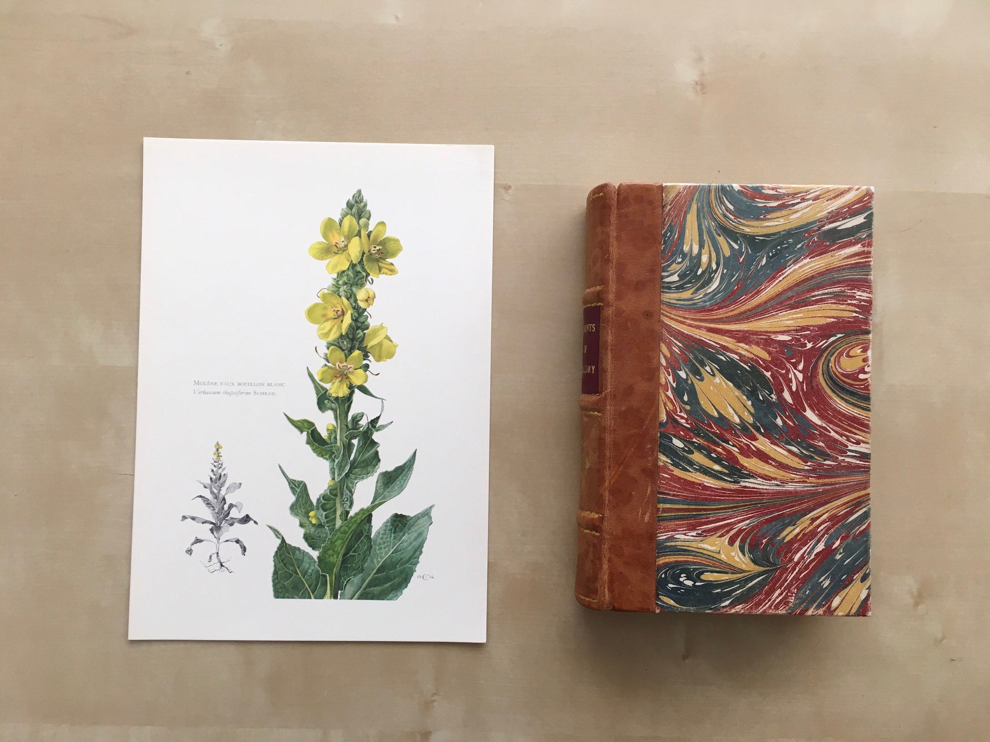 1960 VERBASCUM Print - Botanical Print - Flower Illustration - Flower Wall Art - Vintage Plant Print - 7.5 x 10.6 Inches