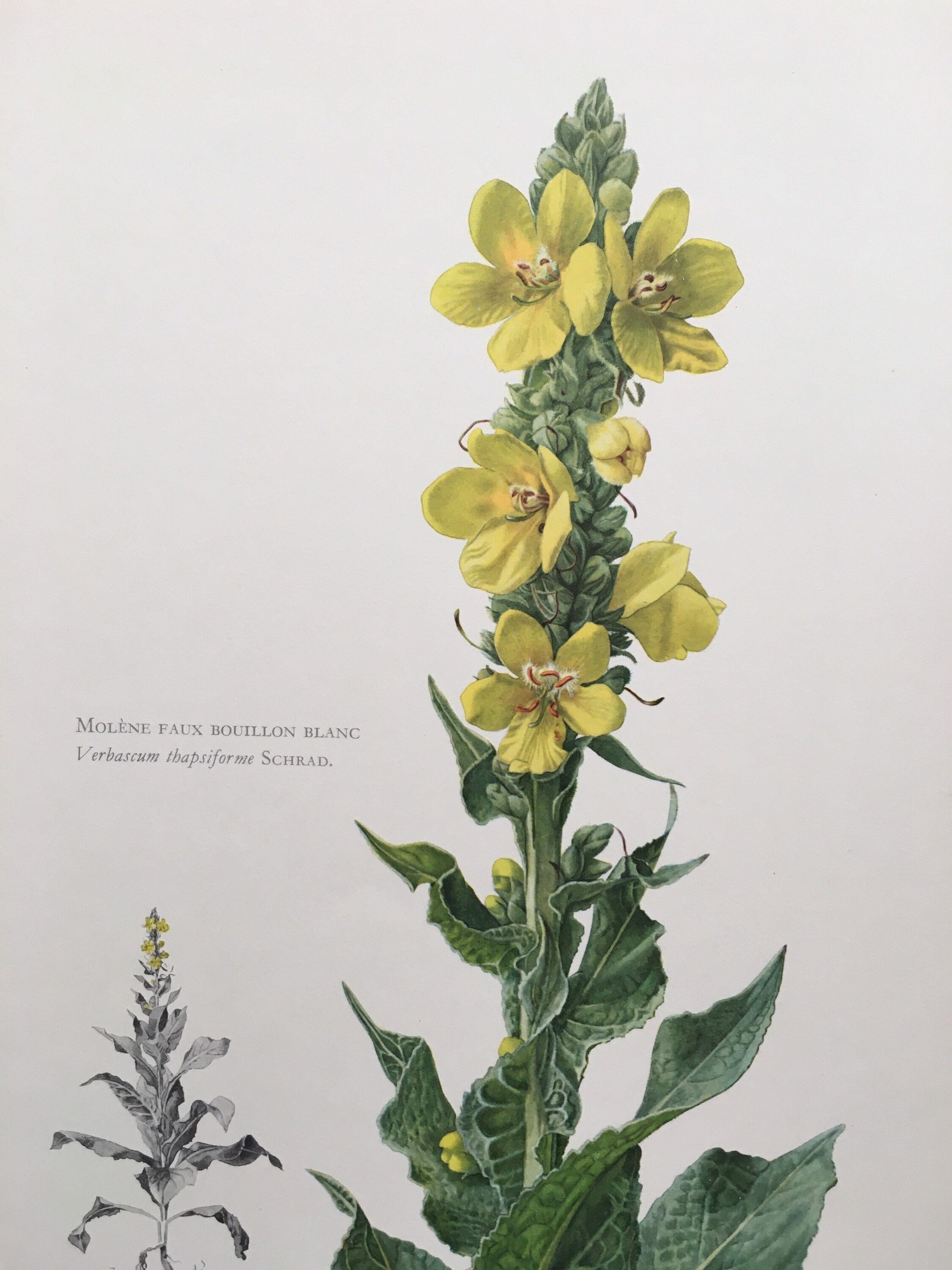 1960 VERBASCUM Print - Botanical Print - Flower Illustration - Flower Wall Art - Vintage Plant Print - 7.5 x 10.6 Inches