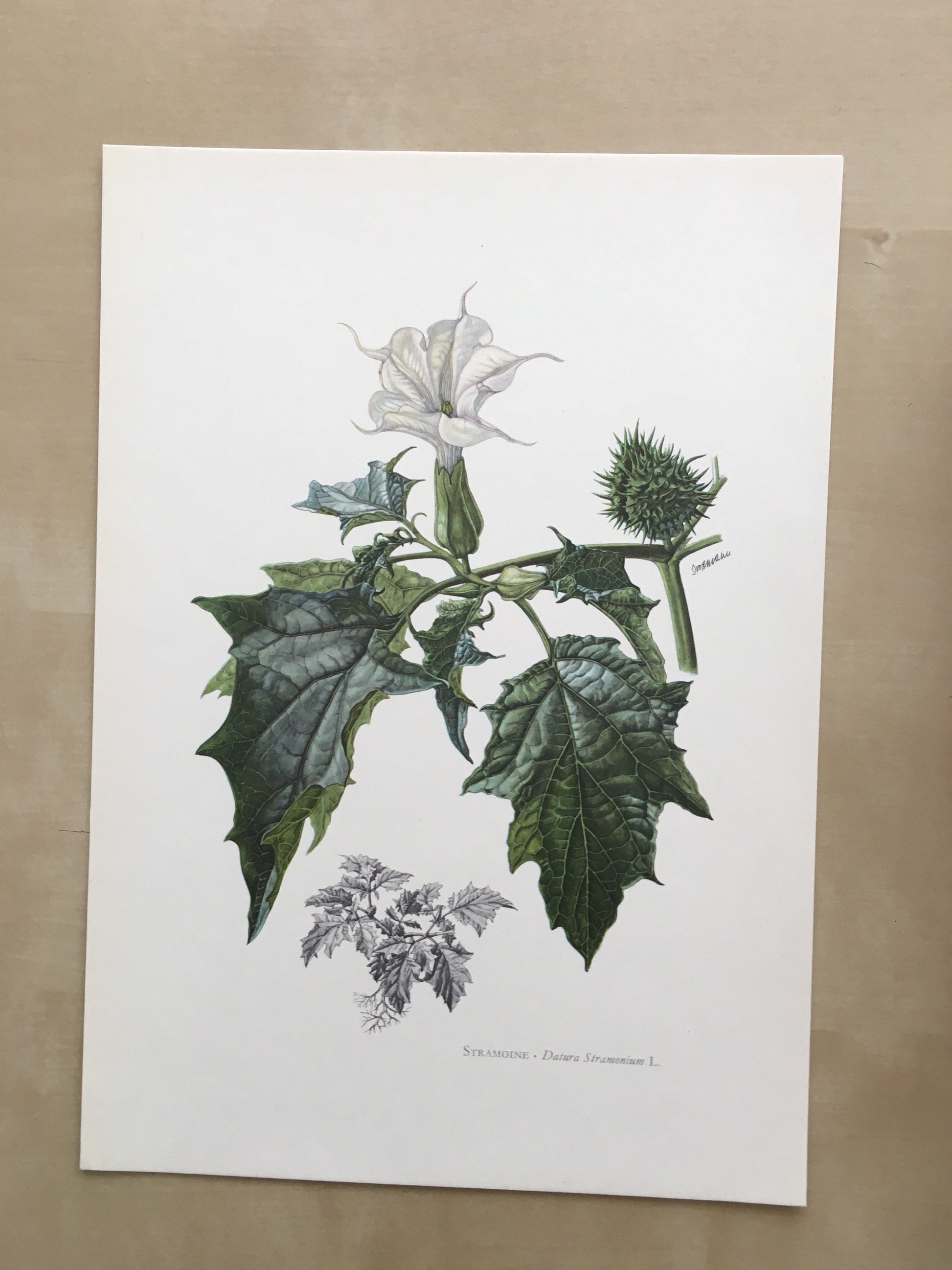 1960 THORN APPLE (JIMSONWEED) Print - Botanical Print - Flower Illustration - Flower Wall Art - Vintage Plant Print - 7.5 x 10.6 Inches