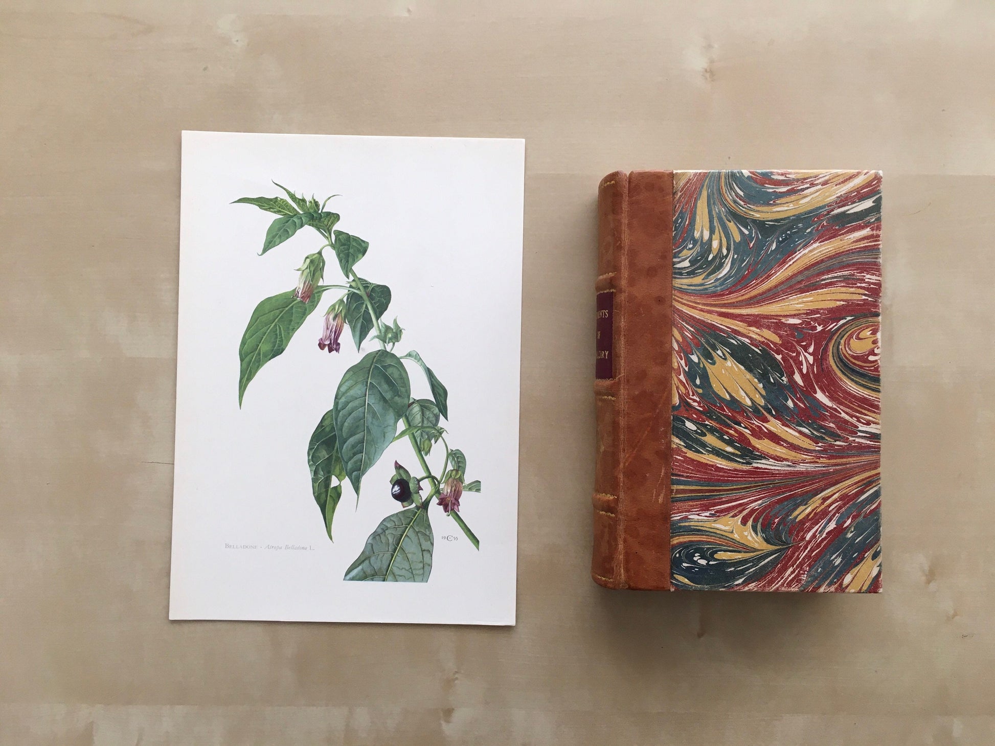 1960 BELLADONNA (DEADLY NIGHTSHADE) Print - Vintage Botany Print - Flower Painting - Flower Wall Art - Vintage Plant Print - 63 Years Old