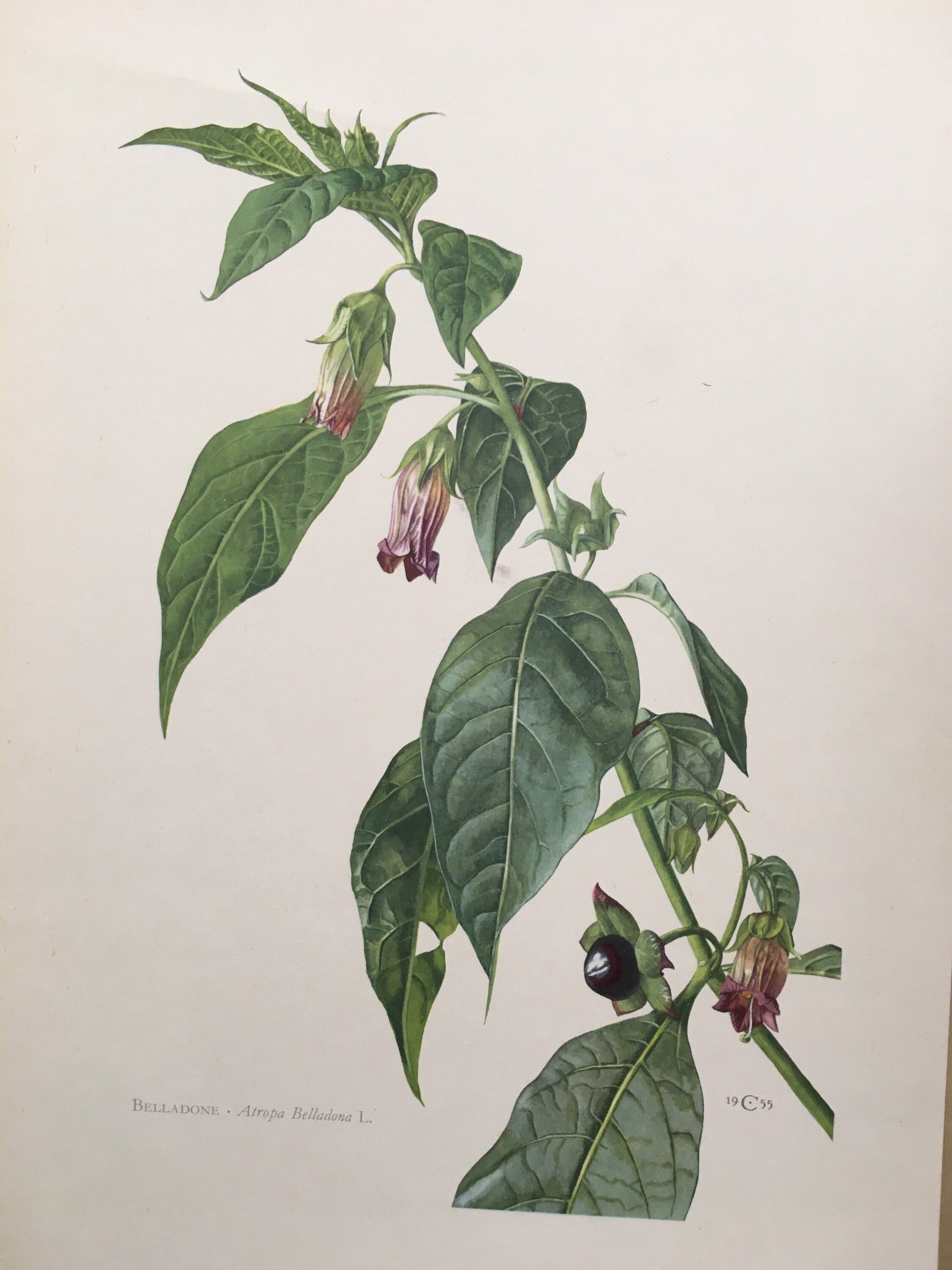 1960 BELLADONNA (DEADLY NIGHTSHADE) Print - Vintage Botany Print - Flower Painting - Flower Wall Art - Vintage Plant Print - 63 Years Old