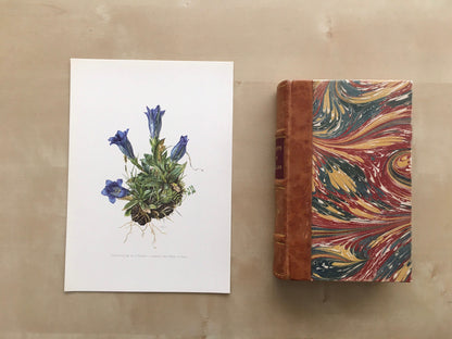 1960 CLUSIUS' GENTIAN Print - Botanical Print - Flower Painting - Flower Wall Art - Vintage Plant Print - 7.5 x 10.6 Inches