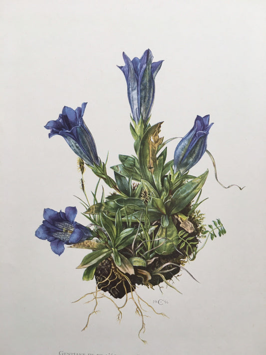 1960 CLUSIUS' GENTIAN Print - Botanical Print - Flower Painting - Flower Wall Art - Vintage Plant Print - 7.5 x 10.6 Inches
