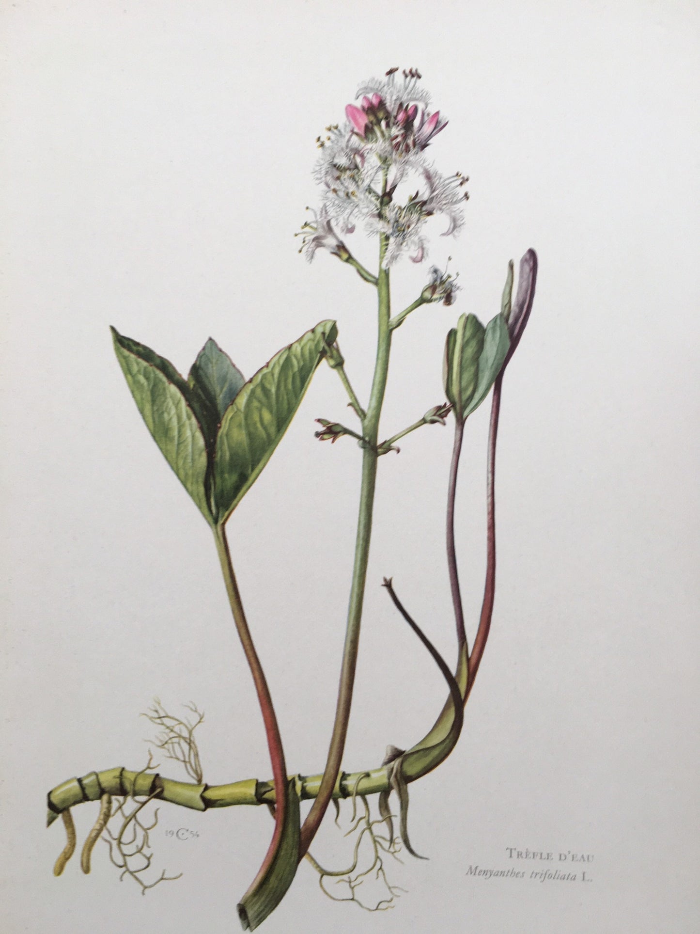 1960 BOGBEAN Print - Botanical Print - Flower Painting - Flower Wall Art - Vintage Plant Print - 7.5 x 10.6 Inches