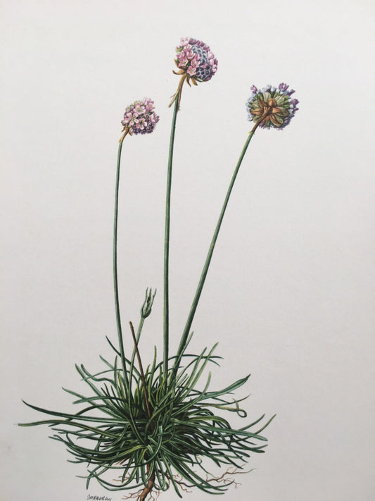 1960 SEA THRIFT Print - Botanical Print - Flower Painting - Flower Wall Art - Vintage Plant Print - 7.5 x 10.6 Inches